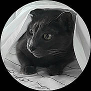 Pacha participe au concours pour gagner de l'argent avec cette photo : cat, gray_cat, pet, animal, whiskers, blanket, bed, indoor, cute, fur, ears, eyes, paws, resting, cozy, curious, closeup, mammal, feline, domestic_cat