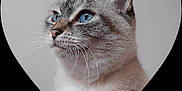 Gypsie participe au concours pour gagner de l'argent avec cette photo : cat, blue_eyes, close_up, portrait, heart_shape, whiskers, fur, animal, pet, domestic_cat, profile_view, gray_fur, white_fur, cute, soft_lighting, indoor, serene, focused, calm, lovely