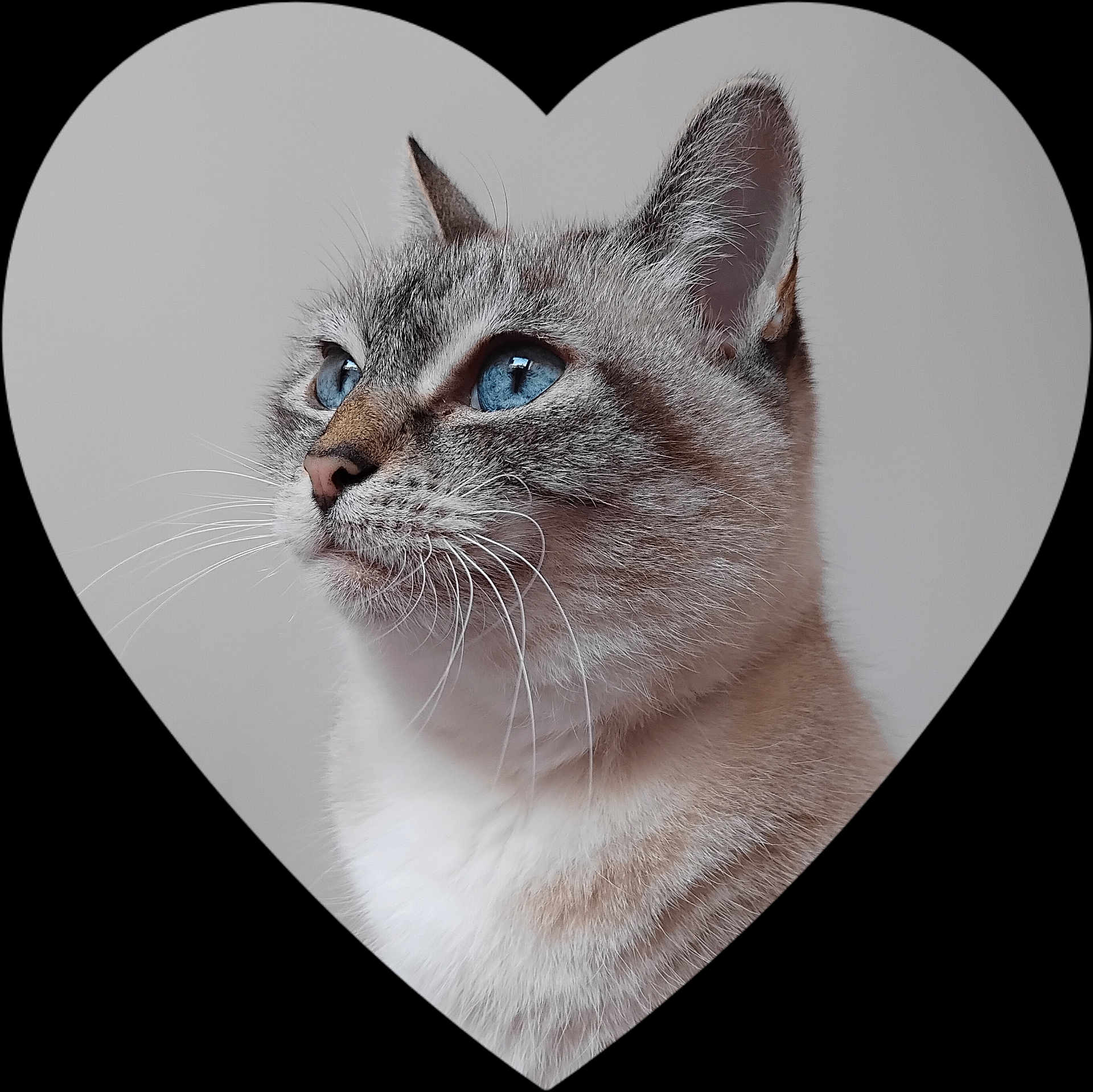 Gypsie participe au concours pour gagner de l'argent avec cette photo : cat, blue_eyes, close_up, portrait, heart_shape, whiskers, fur, animal, pet, domestic_cat, profile_view, gray_fur, white_fur, cute, soft_lighting, indoor, serene, focused, calm, lovely