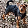 alert, animal, black_fur, brown_fur, canine, curious, dog, forest_floor, ground, harness, leaves, nature, outdoor, pet, small_dog, standing, tail, twigs, walking, young_dog