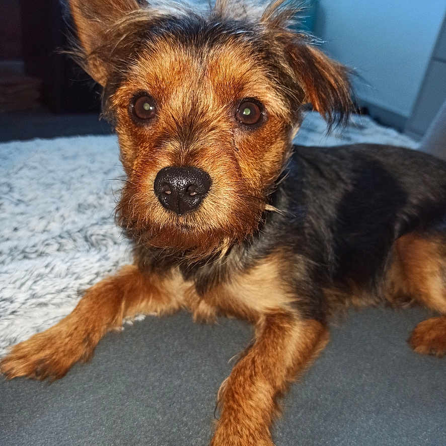 Titan a rejoint le concours — aidez-le/la à gagner de superbes lots ! animal, black, brown, canine, closeup, companion, cute, dog, domestic, ears, eyes, friendly, fur, indoor, lying_down, mammal, nose, pet, portrait, scruffy