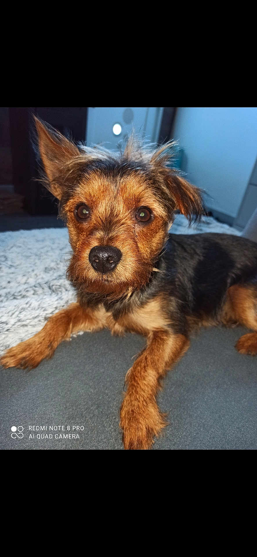 Titan a rejoint le concours — aidez-le/la à gagner de superbes lots ! dog, pet, canine, animal, fur, brown, black, lying_down, indoor, closeup, cute, ears, eyes, nose, scruffy, portrait, mammal, companion, domestic, friendly
