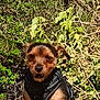 Titan participe au concours pour gagner de l'argent avec cette photo : animal, black_fur, brown_fur, canine, dog, ears, fur, greenery, harness, leaf, nature, outdoor, pet, puppy, rock, sitting, small_dog, snout, sunlight, tree