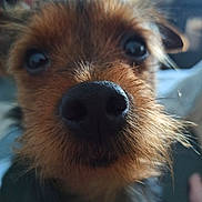 Titan a rejoint le concours — aidez-le/la à gagner de superbes lots ! animal, blurry_background, canine, close_up, curious, cute, dog, eyes, face, fur, furry, head, indoor, muzzle, nose, pet, portrait, scruffy, snout, whiskers