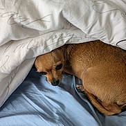 Shadow participe au concours pour gagner de l'argent avec cette photo : dog, chihuahua, blanket, bed, blue_bedsheet, resting, cozy, small_dog, fur, pet, indoors, sleepy, cute, brown_fur, animal, comfort, snuggled, warm, hideout, relaxed