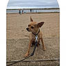 Shadow a rejoint le concours — aidez-le/la à gagner de superbes lots ! dog, chihuahua, leash, beach, sand, water, cloudy_sky, concrete, pet, outdoor, small_dog, animal, canine, people, background, doodle, heart, white_border, nature, daytime