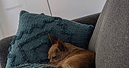 Shadow a rejoint le concours — aidez-le/la à gagner de superbes lots ! dog, brown_dog, sleeping, couch, pillow, blanket, indoor, cozy, resting, pet, home, furniture, textured_pillow, gray_couch, window, door, modern_interior, quiet, relaxing, small_dog