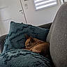 dog, brown_dog, sleeping, couch, pillow, blanket, indoor, cozy, resting, pet, home, furniture, textured_pillow, gray_couch, window, door, modern_interior, quiet, relaxing, small_dog