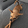 Shadow a rejoint le concours — aidez-le/la à gagner de superbes lots ! dog, small_dog, tan_dog, chihuahua, pet, animal, ears, eyes, couch, furniture, remote_control, living_room, stretching, looking, curious, indoor, cozy, fur, nose, paw