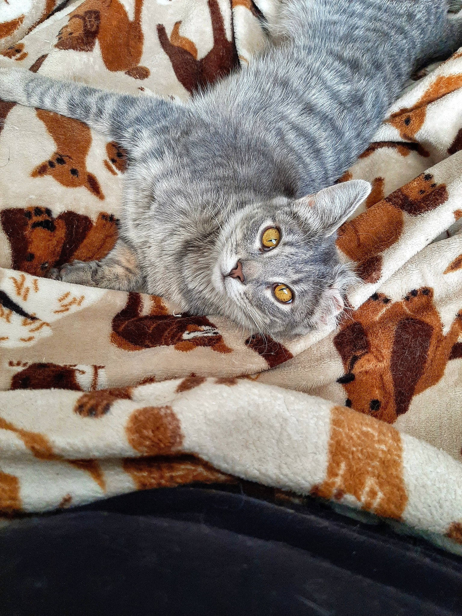 Cake is registered to the contest to win money with this photo: art, carnivore, cat, comfort, denim, domestic_short_haired_cat, fawn, felidae, fur, grey, linens, pattern, paw, small_to_medium_sized_cats, snout, tail, textile, whiskers, window, wood