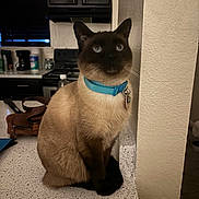 Apolla joined the competition — help win amazing prizes! animal, appliance, bag, blue_collar, cabinet, cat, countertop, domestic_cat, ears, eyes, feline, household, indoor, kitchen, pet, quiet, siamese_cat, sitting, water_bottle, whiskers