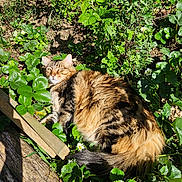Mushu a rejoint le concours — aidez-le/la à gagner de superbes lots ! cat, tabby, fluffy, outdoor, garden, greenery, plants, leaves, flowers, sunlight, relaxed, nature, animal, pet, fur, tail, wood, shadows, daylight, resting