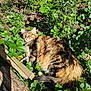 cat, tabby, fluffy, outdoor, garden, greenery, plants, leaves, flowers, sunlight, relaxed, nature, animal, pet, fur, tail, wood, shadows, daylight, resting