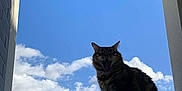 Mushu a rejoint le concours — aidez-le/la à gagner de superbes lots ! animal, architecture, blue_sky, building, calm, cat, clouds, daylight, feline, fluffy, nature, outdoor, perched, pet, relaxing, silhouette, sky, sunlight, window_frame, yawning