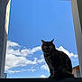 Mushu a rejoint le concours — aidez-le/la à gagner de superbes lots ! cat, yawning, sky, clouds, window_frame, architecture, outdoor, feline, silhouette, daylight, fluffy, perched, building, nature, blue_sky, animal, pet, relaxing, calm, sunlight