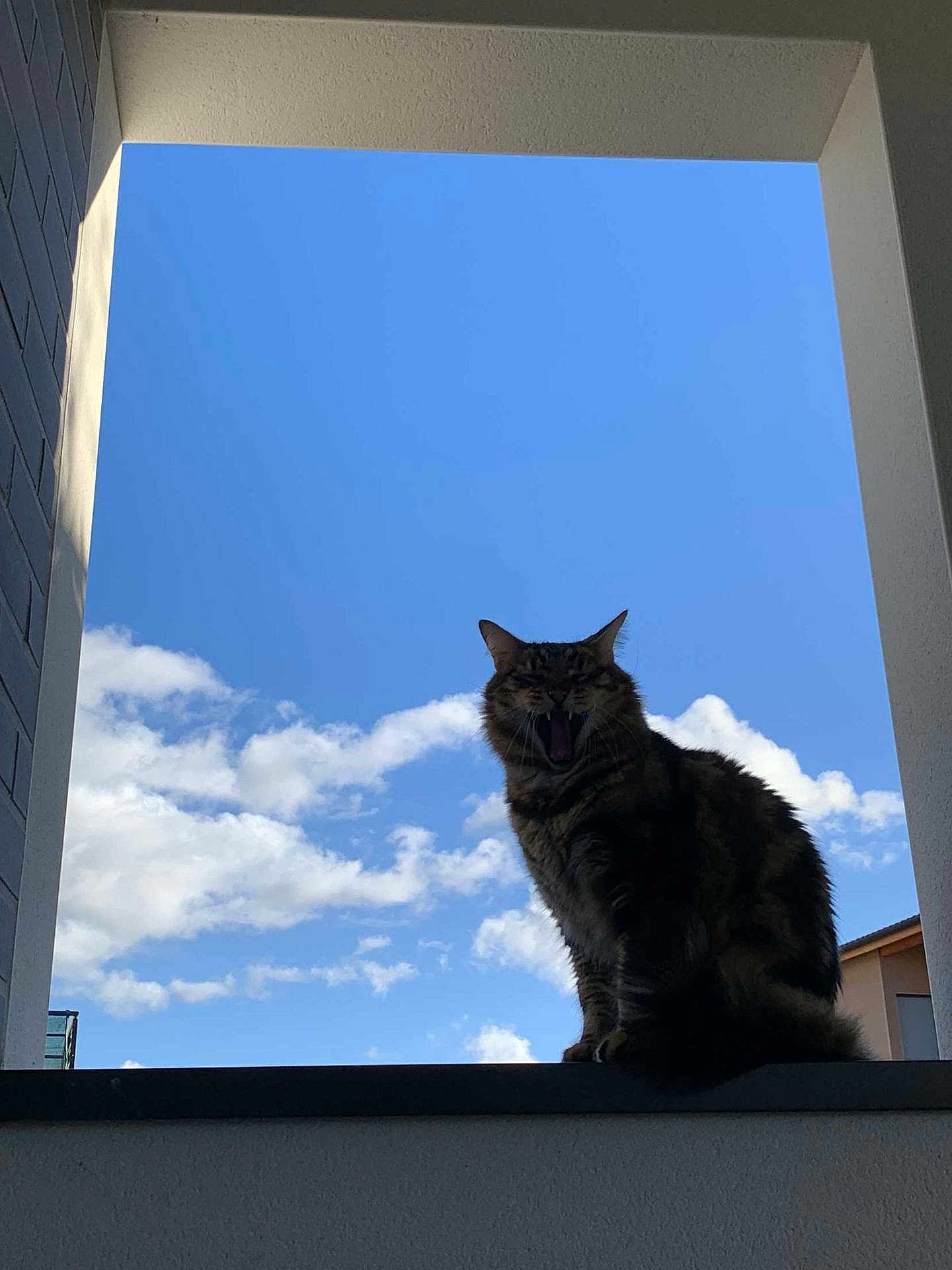 Mushu a rejoint le concours — aidez-le/la à gagner de superbes lots ! cat, yawning, sky, clouds, window_frame, architecture, outdoor, feline, silhouette, daylight, fluffy, perched, building, nature, blue_sky, animal, pet, relaxing, calm, sunlight