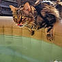 Mushu participe au concours pour gagner de l'argent avec cette photo : animal, cat, closeup, curious, daylight, domestic, fur, mammal, nature, outdoor, pet, playful, pool, reflection, sunlight, tabby, tongue, water, whiskers, wooden_fence