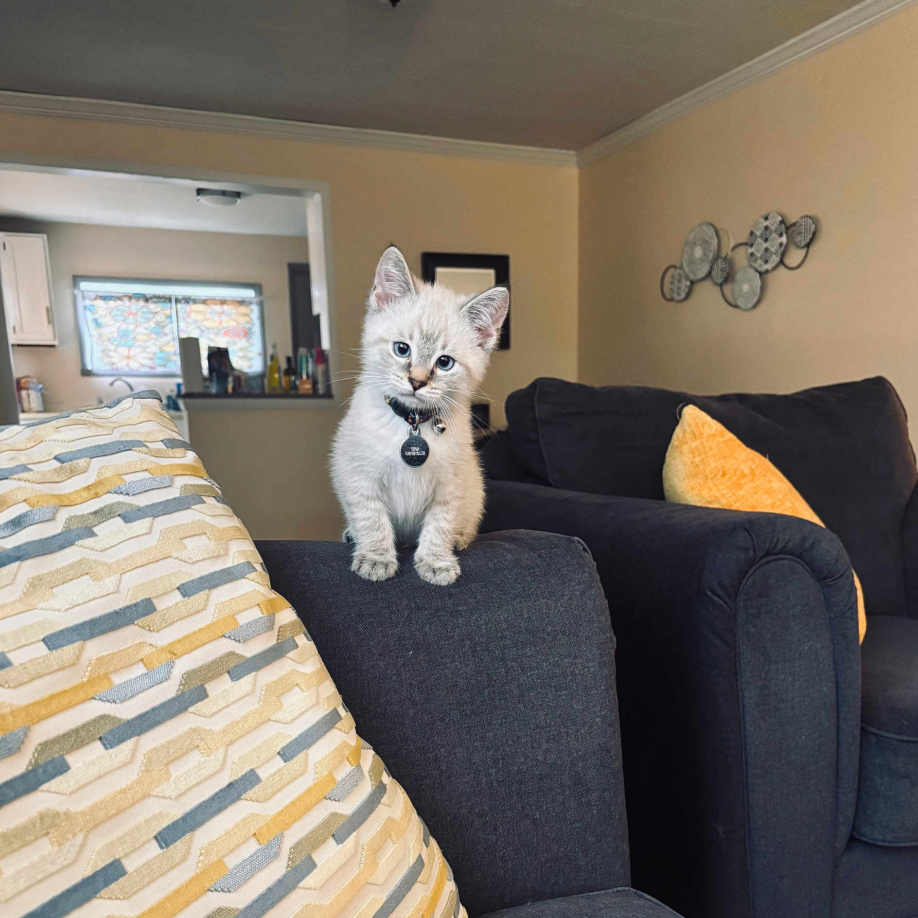 Thor joined the competition — help win amazing prizes! blue_eyes, cat, couch, cozy, curious, cute, decor, domestic_cat, furniture, gray, head_tilt, home, indoor, kitten, living_room, pet, pillow, small_animal, soft_light, young_cat