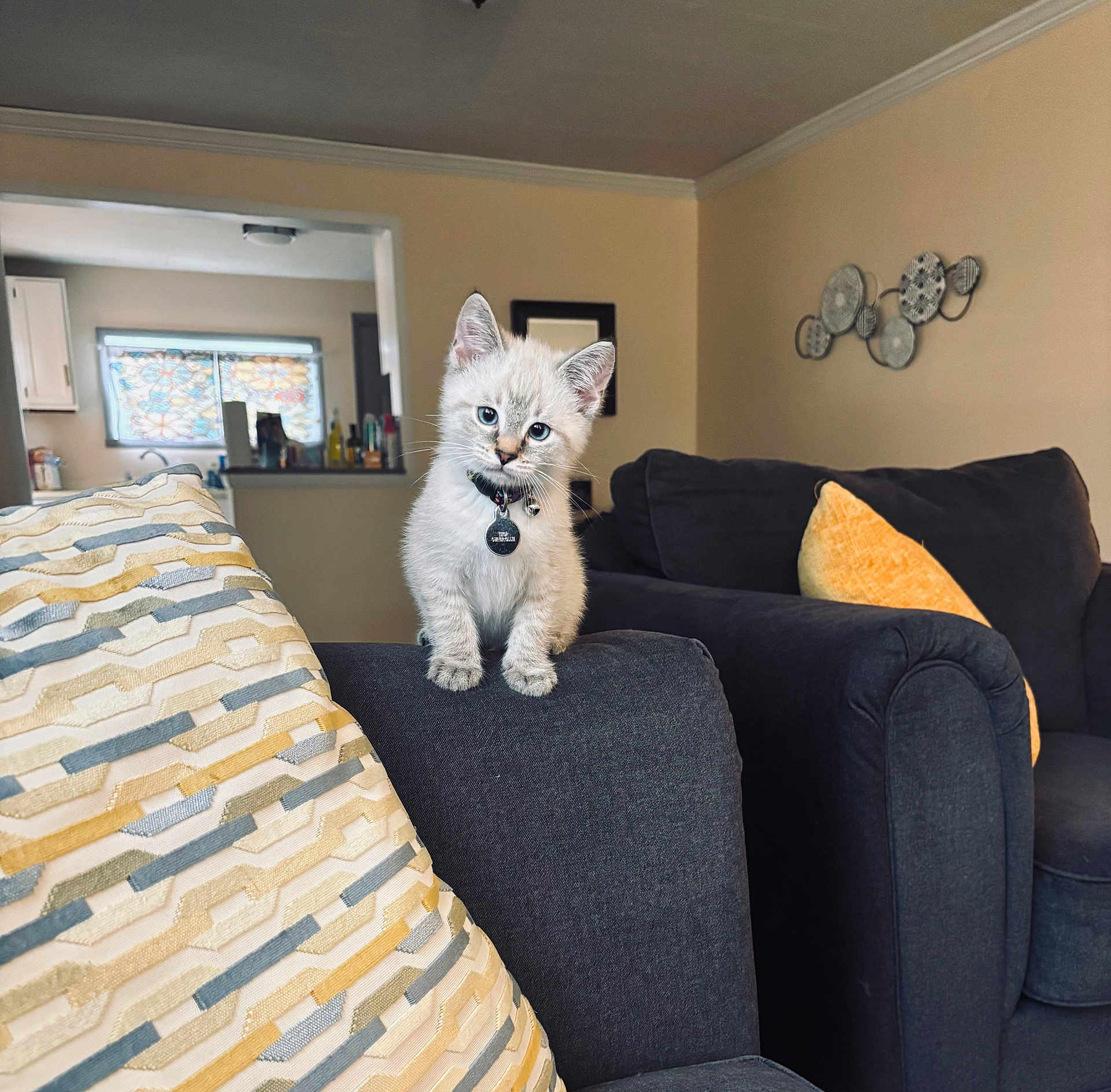 Thor joined the competition — help win amazing prizes! kitten, cat, blue_eyes, couch, living_room, pillow, curious, pet, indoor, furniture, gray, small_animal, domestic_cat, cozy, head_tilt, cute, young_cat, decor, home, soft_light