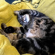 Bouboule participe au concours pour gagner de l'argent avec cette photo : cat, tabby, sleeping, paw, blanket, yellow, cozy, feline, fur, resting, cute, domestic_animal, pet, animal, relaxing, indoor, comfort, soft, closeup, nap