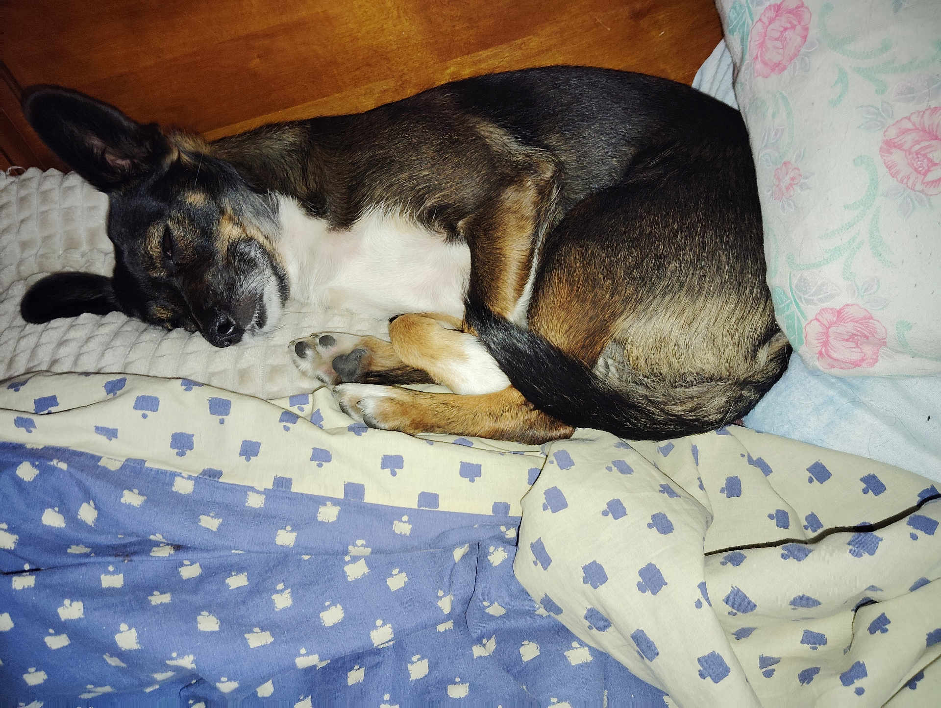 Princesse