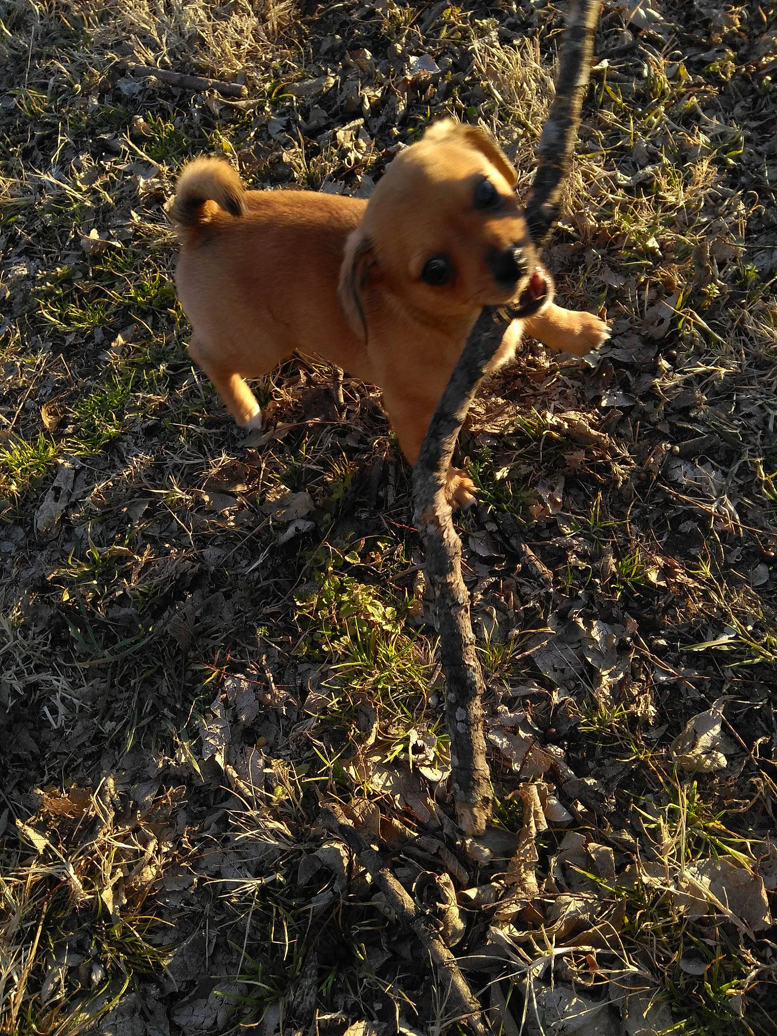 Bruno is registered to the contest to win money with this photo: ancient_dog_breeds, canidae, carnivore, companion_dog, dog, dog_breed, fawn, grass, non_sporting_group, plant, shadow, soil, sporting_group, tail, terrestrial_animal, toy_dog, tree, twig, working_animal