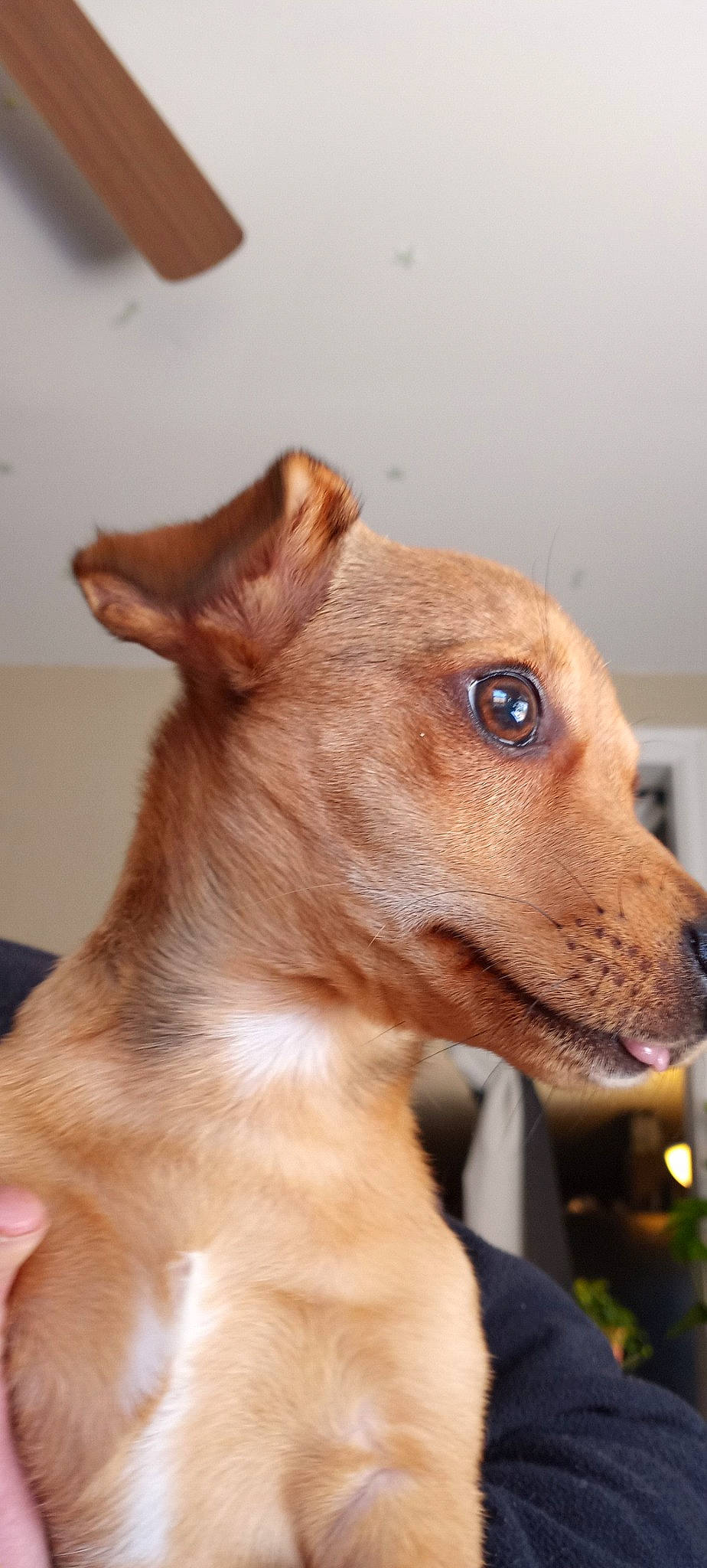 Bruno joined the competition — help win amazing prizes! ancient_dog_breeds, carnivore, collar, companion_dog, dog, dog_breed, dog_collar, dog_sports, ear, fawn, fur, liver, pet_supply, sighthound, snout, terrestrial_animal, toy_dog, whiskers, wood, working_animal