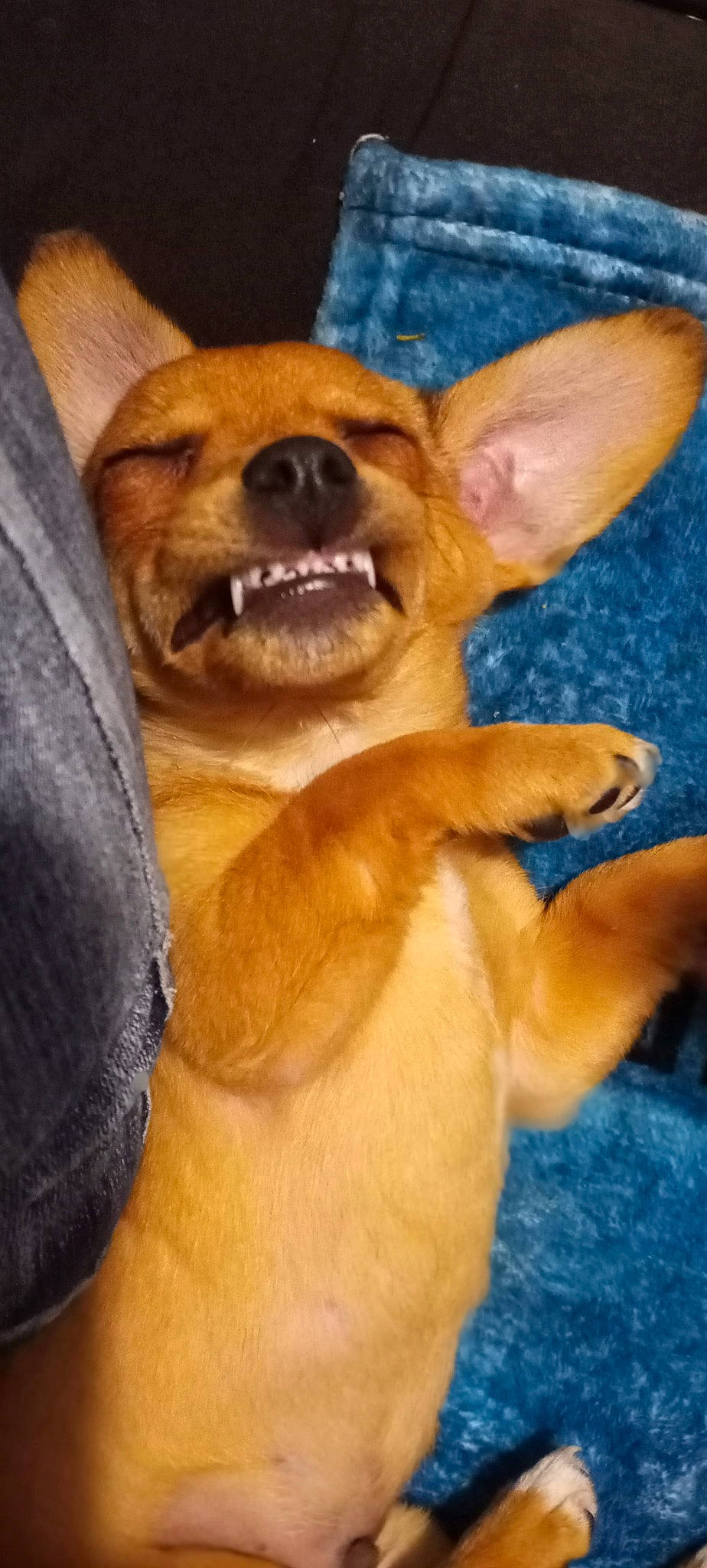 Bruno is registered to the contest to win money with this photo: carnivore, chihuahua, collar, comfort, companion_dog, dog, dog_breed, ear, fawn, fur, gesture, liver, mammal, paw, snout, sporting_group, toy_dog, vertebrate, whiskers, working_animal