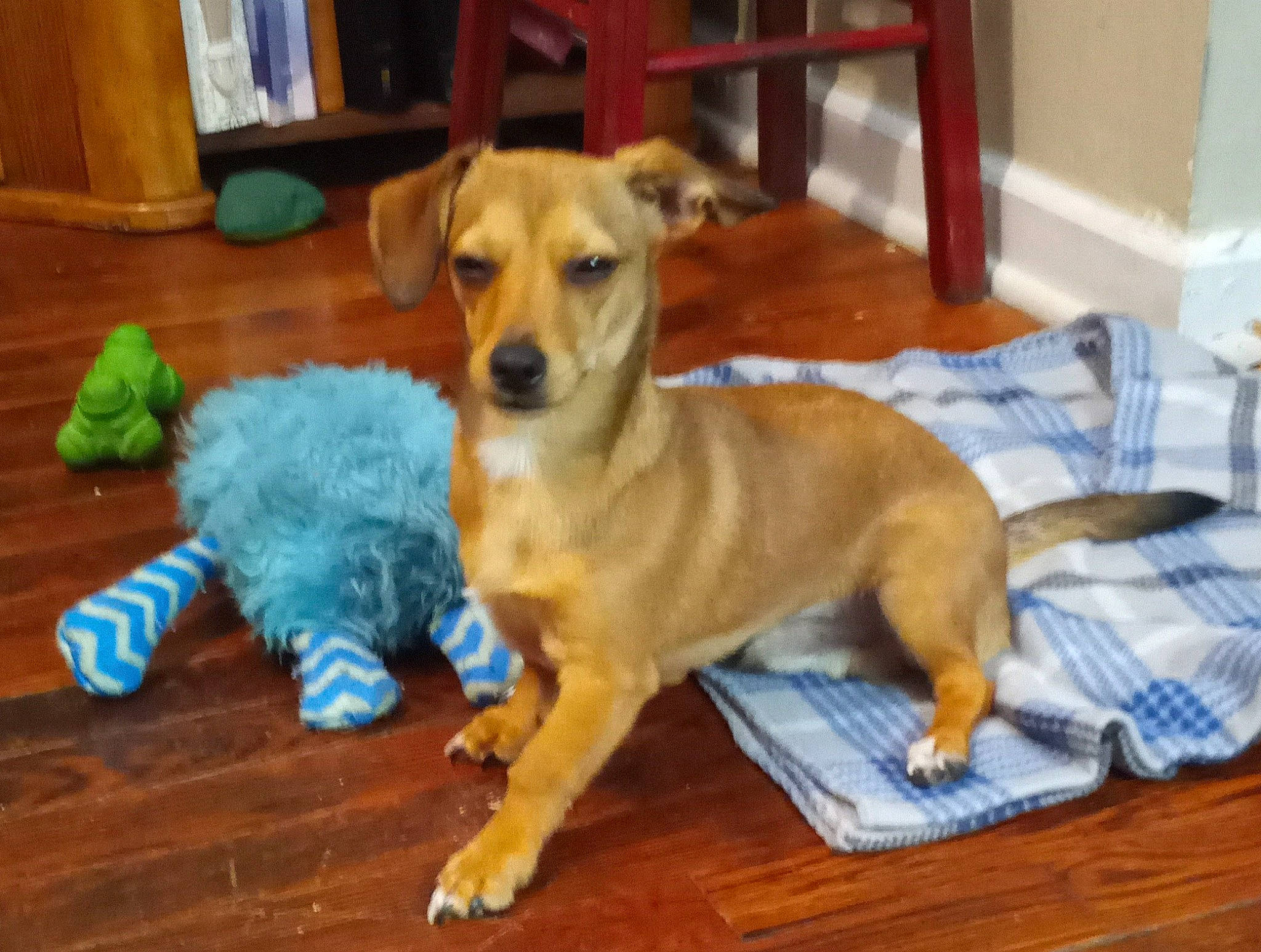 Bruno is registered to the contest to win money with this photo: carnivore, chair, collar, companion_dog, dog, dog_breed, dog_collar, dog_supply, floor, flooring, hardwood, hound, paw, tail, varnish, whiskers, wood, wood_flooring, wood_stain, working_animal