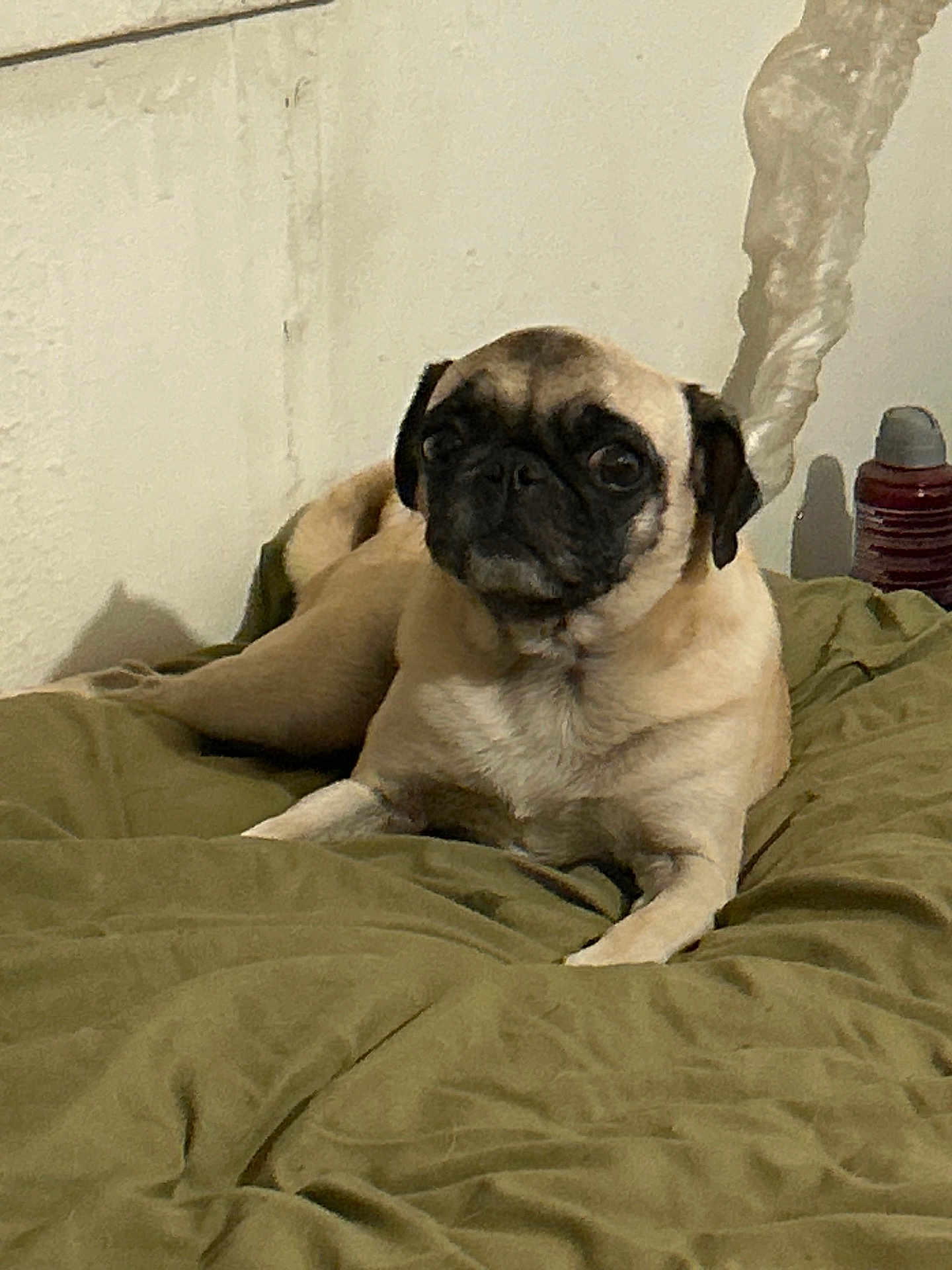 Olive