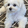 animal, close_up, companion, curious, cute, dog, domestic_animal, fluffy, indoor, laying_down, pet, playful, puppy, rope_toy, rug, small_dog, toy, white_fur, woven_rug, young_dog