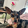 dog, small_dog, pet, animal, ears, tongue_out, lying_down, blanket, indoor, living_room, furniture, flower_vase, close_up, cute, canine, cozy, relaxed, fur, expression, companion