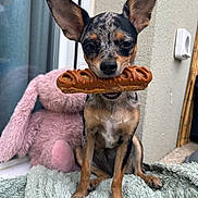 Suki a rejoint le concours — aidez-le/la à gagner de superbes lots ! dog, small_dog, pretzel, chocolate, toy, stuffed_animal, pink, blanket, window, ears, pet, animal, indoor, sitting, fur, snout, cute, companion, resting, playful