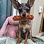 dog, small_dog, pretzel, chocolate, toy, stuffed_animal, pink, blanket, window, ears, pet, animal, indoor, sitting, fur, snout, cute, companion, resting, playful