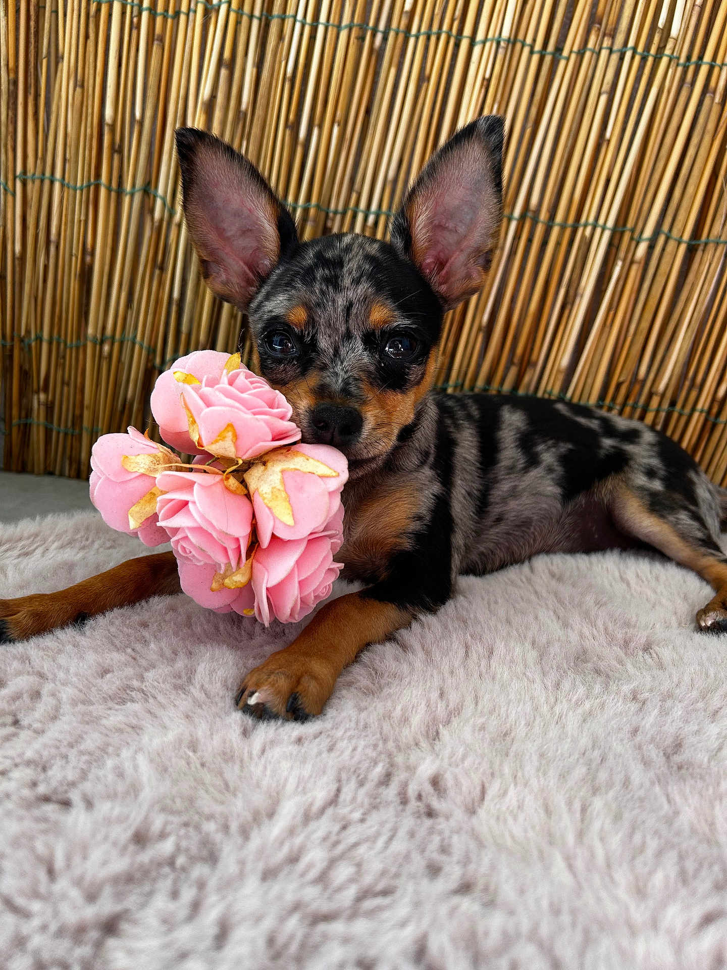 Suki