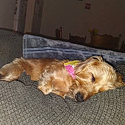 Roxy joined the competition — help win amazing prizes! dog, sleeping, couch, indoor, pet, bandana, cozy, fur, resting, living_room, blanket, furniture, home, canine, cute, relaxing, animal, nap, domestic, brown_fur