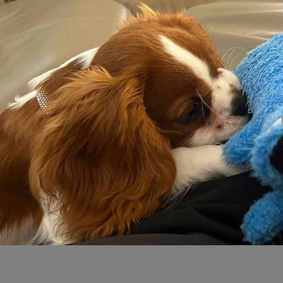 Daisy is registered to the contest to win money with this photo: animal, canine, cockerspaniel, dog, dogbed, hound, papillon, pet, puppy, snout