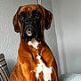 Boo joined the competition — help win amazing prizes! dog, boxer, pet, canine, brown, white_markings, indoor, couch, lamp, wall, furniture, portrait, sitting, fur, ears, face, animal, companion, domestic, household