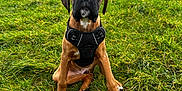 Boo is registered to the contest to win money with this photo: dog, puppy, grass, outdoor, park, harness, animal, pet, brown, black, nature, young, sitting, canine, field, trees, background, cute, alert, daylight