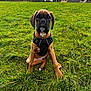 dog, puppy, grass, outdoor, park, harness, animal, pet, brown, black, nature, young, sitting, canine, field, trees, background, cute, alert, daylight