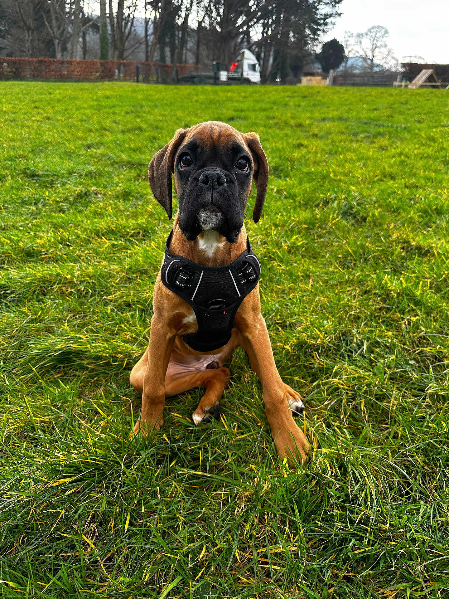 Boo is registered to the contest to win money with this photo: dog, puppy, grass, outdoor, park, harness, animal, pet, brown, black, nature, young, sitting, canine, field, trees, background, cute, alert, daylight