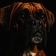 Boo joined the competition — help win amazing prizes! dog, close_up, portrait, brown, black, canine, face, fur, animal, pet, studio_lighting, dark_background, expression, whiskers, muzzle, ears, eyes, snout, domestic_animal, looking_away