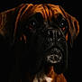 dog, close_up, portrait, brown, black, canine, face, fur, animal, pet, studio_lighting, dark_background, expression, whiskers, muzzle, ears, eyes, snout, domestic_animal, looking_away