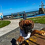 Boo is registered to the contest to win money with this photo: dog, puppy, boxer, park, outdoor, picnic_table, grass, playground, swing, sky, cloud, sea, fence, pathway, person, car, trash_can, sunlight, shadow, moss