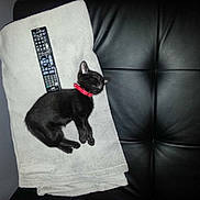Balou participe au concours pour gagner de l'argent avec cette photo :