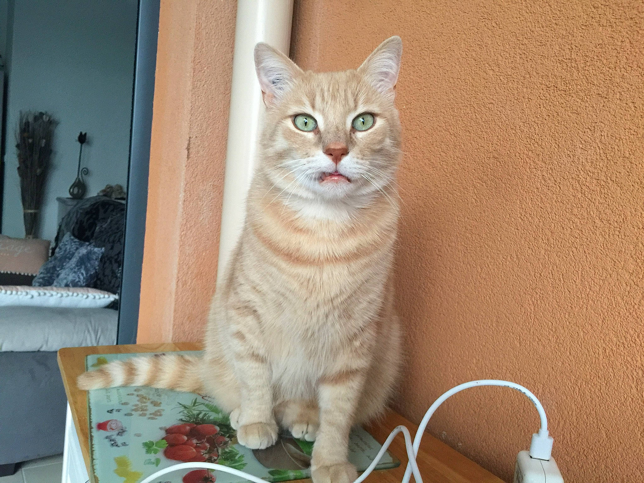 Filou a rejoint le concours — aidez-le/la à gagner de superbes lots ! carnivore, cat, cat_supply, domestic_short_haired_cat, door, fawn, felidae, flooring, fur, paw, plate, serveware, sitting, small_to_medium_sized_cats, snout, tableware, tail, whiskers, window, wood