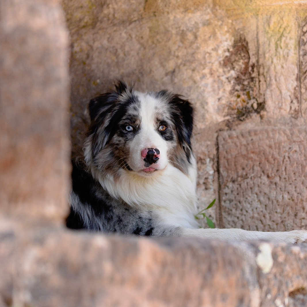 Volt a rejoint le concours — aidez-le/la à gagner de superbes lots ! animal, architecture, australian_shepherd, blue_eye, blurred_foreground, brown_eye, calm, closeup, dog, fur, heterochromia, muzzle, nature, outdoor, pet, portrait, resting, rustic, stone_wall, window