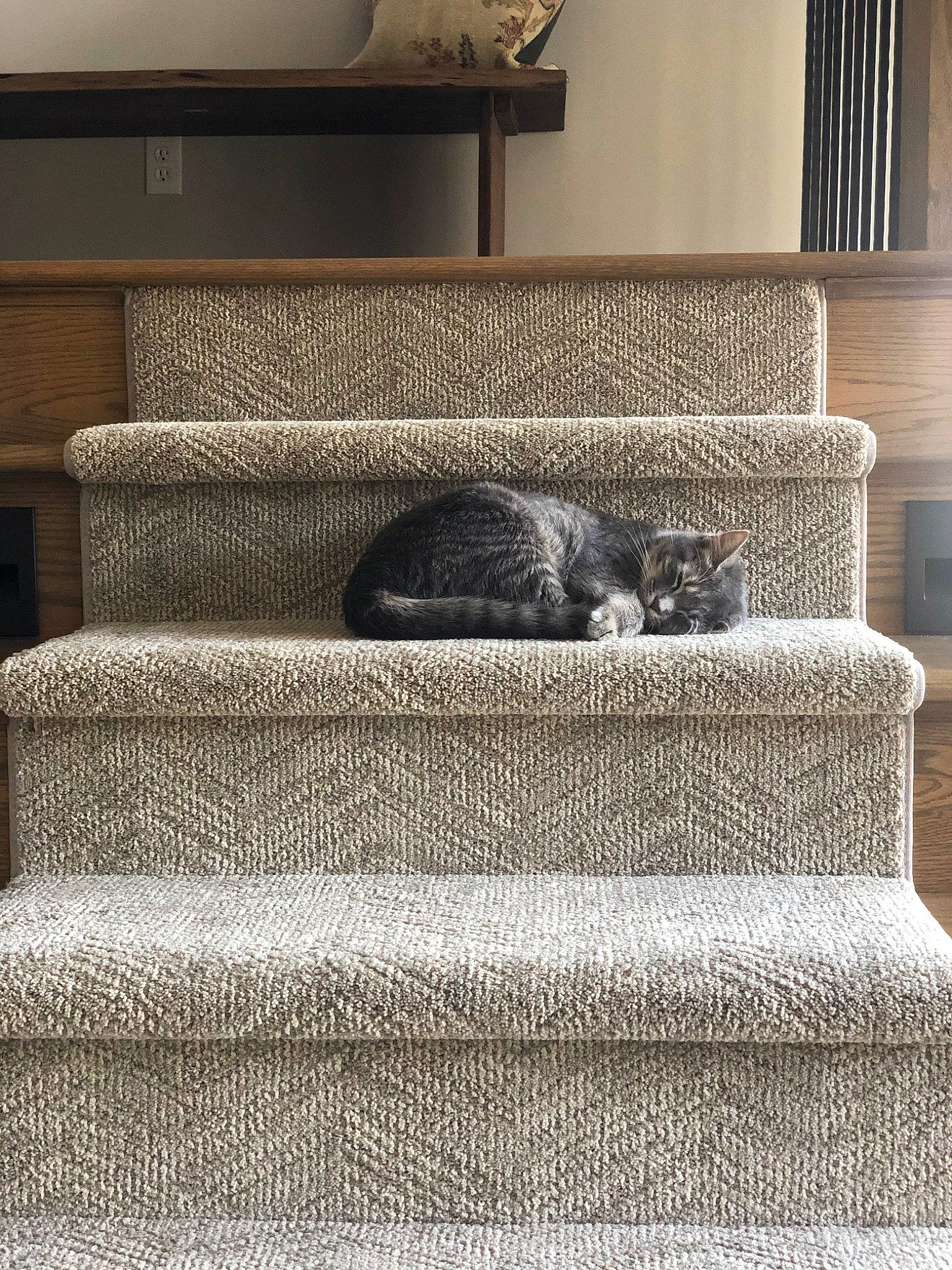 Pepper is registered to the contest to win money with this photo: beige, british_shorthair, cat, comfort, couch, felidae, floor, fur, furniture, home, interior_design, kitten, linens, living_room, room, russian_blue, small_to_medium_sized_cats, stairs, textile, whiskers