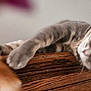 animal, blurry, cat, close_up, curious, domestic_animal, feline, fur, gray_cat, indoor, mischief, orange_tail, paw, pet, playful, resting, soft_background, stretching, tabby_cat, wooden_surface