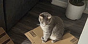 Yayo is registered to the contest to win money with this photo: animal, box, cardboard_box, cat, cats, curious, domestic_animal, feline, floor, furniture, gray_cat, home, indoor, orange_cat, peeking, pet, plant, playful, sitting, wood_floor